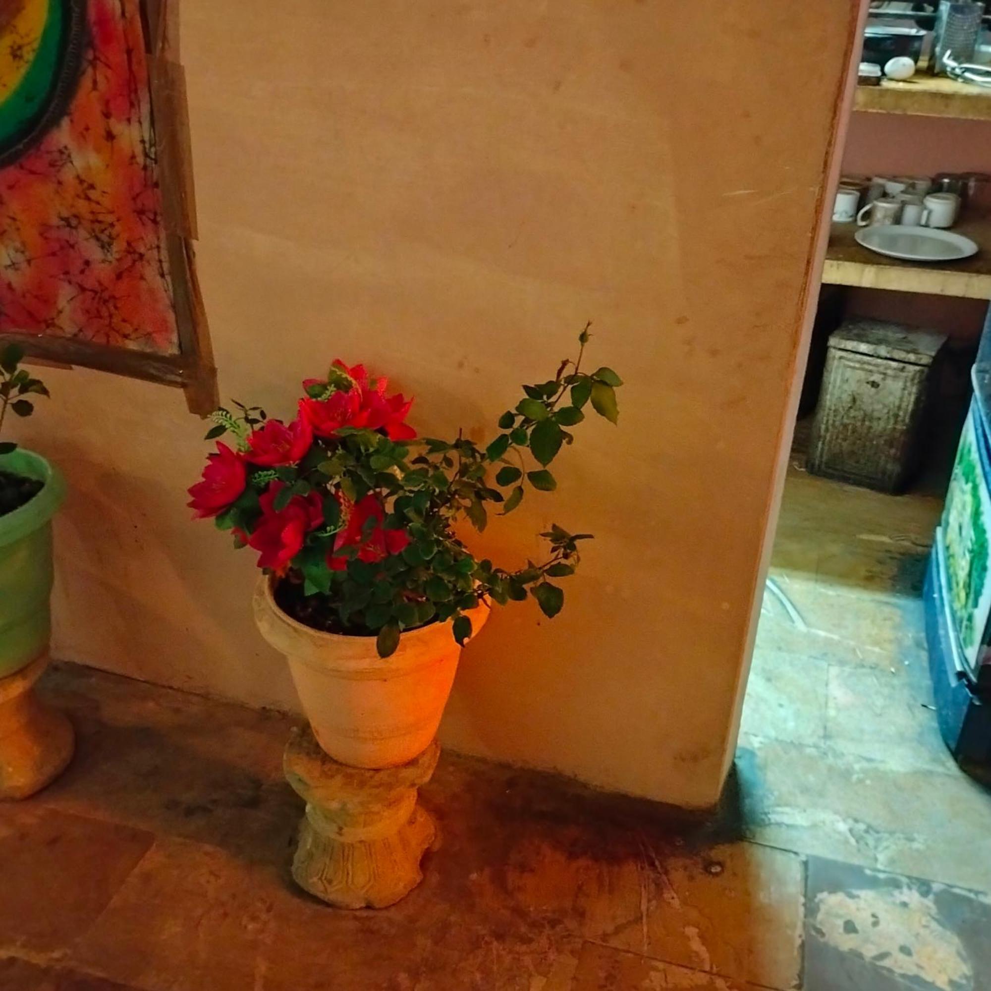 Hostel Desert Home Stay Jaisalmer Esterno foto